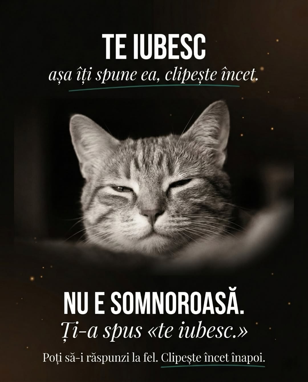 Carusel UrbanCat viral, slide 2 ea vorbește tot timpul, content educativ pisici pet brand România