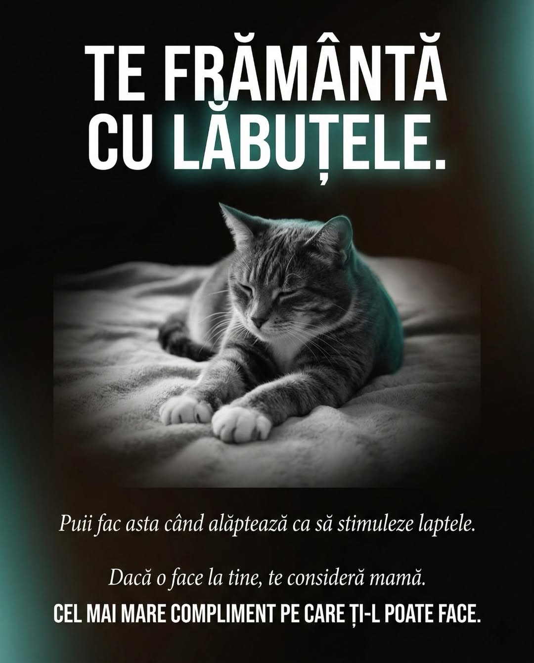 Carusel UrbanCat viral, slide 6 coada dreaptă în sus pisică de casă, content pet TikTok România