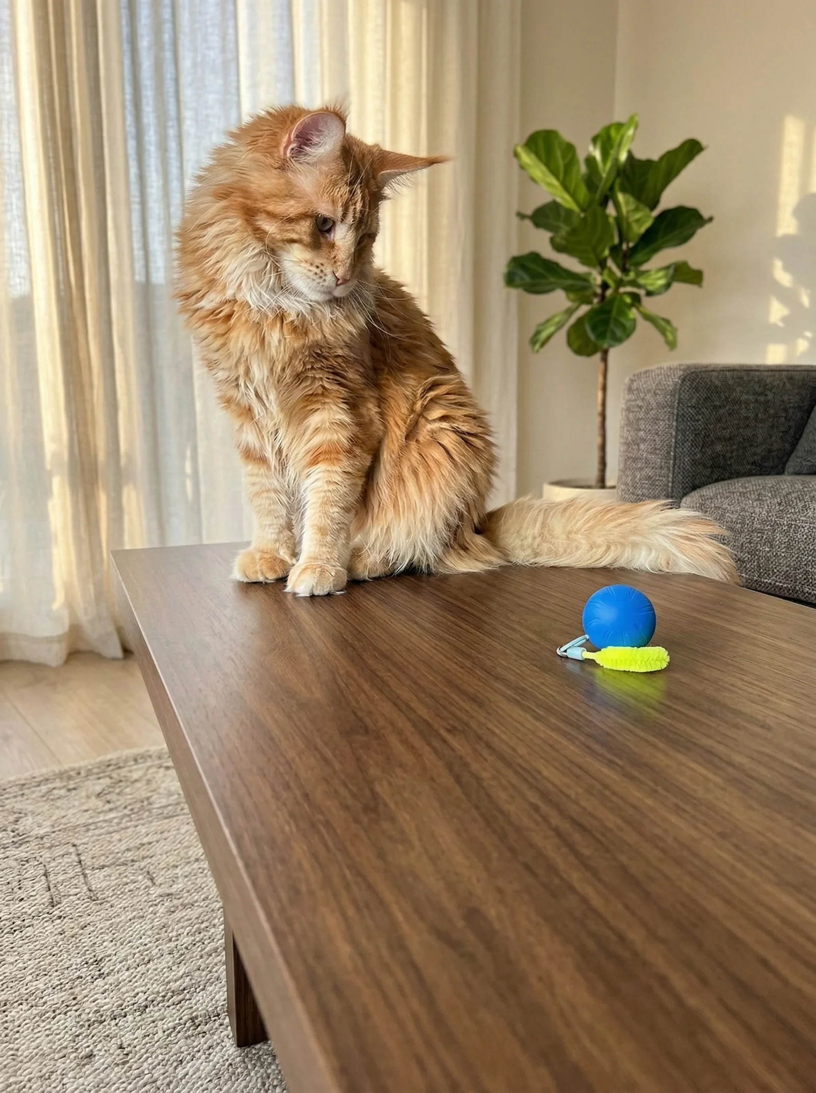 Cozy apartment — minge interactivă